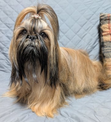 Étalon Shih Tzu - UNAÏA DE LA FORET CHATEAU CHARLES De La Foret De Chateau Charles