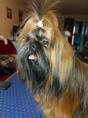 Étalon Shih Tzu - VENUS DE LA FORET CHATEAU CHARLES De La Foret De Chateau Charles