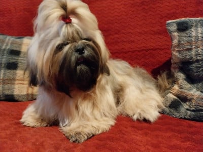 Étalon Shih Tzu - ULMA Du Royaume De Nanzhao