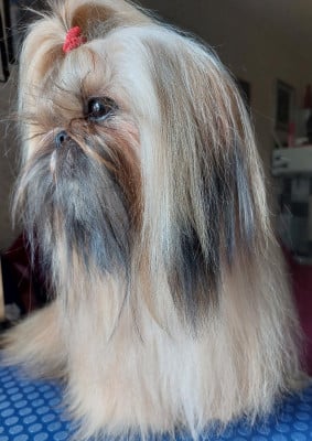 Étalon Shih Tzu - Saphir DE LA FORET CHATEAU CHARLES De La Foret De Chateau Charles