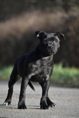 Étalon Staffordshire Bull Terrier - Royal Charm Drobeczech