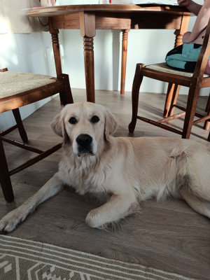 Étalon Golden Retriever - Vanille Du Bosquet De Betty