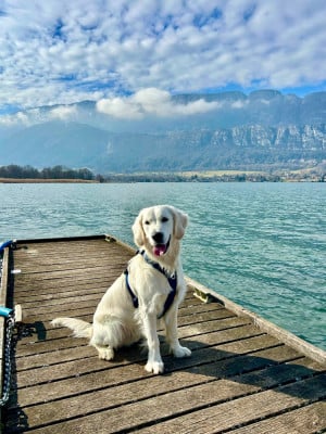 Étalon Golden Retriever - Duckinson VERY GOOD FRIEND (dit Vegas )