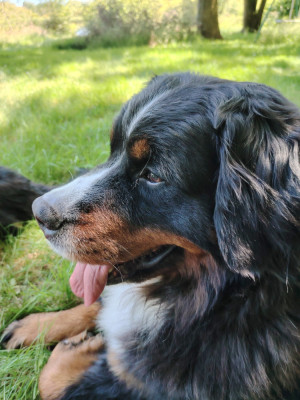 Étalon Bouvier Bernois - Romy du haras de la Vergne De La Vallee De Roxskim
