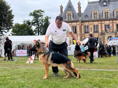 Étalon Berger Allemand - CH. Vip Du Montgison