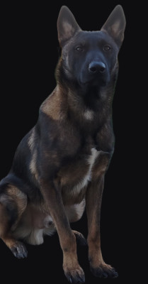 Étalon Berger Belge - IVAR de la forêt de faylinn la forêt de faylinn