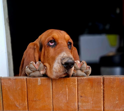 Étalon Basset Hound - Apologie Du Cercle De Léma
