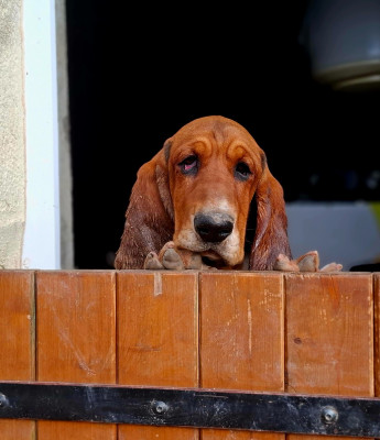 Étalon Basset Hound - Alouette Du Cercle De Léma