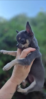 Étalon Chihuahua - Athena Angel Of Alba