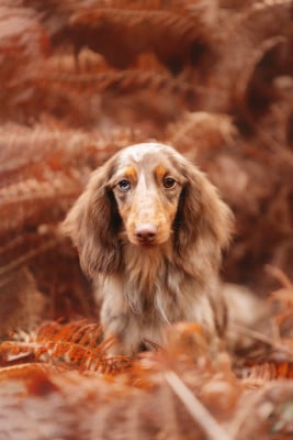 Étalon Teckel poil long - Littl Fut EDITION DE LUX DIT SCOTT