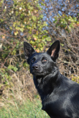Étalon Australian Kelpie - Api (dit Aiwen) Spinefly