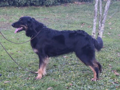 Étalon Hovawart - CH. Tokata Des leus altiers