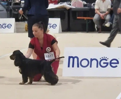 Étalon Cocker Spaniel Anglais - Viking Du Jardin Des Gones