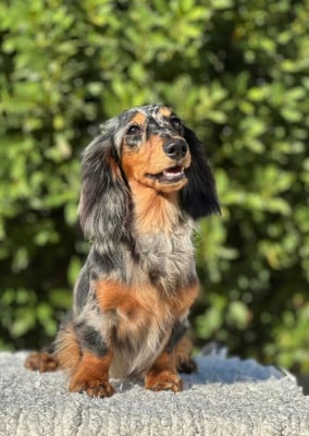 Étalon Teckel poil long - De Manoa Illusion Plata