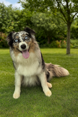 V'chance dite gaïa Des Rêves Du Berger