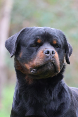 Étalon Rottweiler - VENOM House Of Warrior