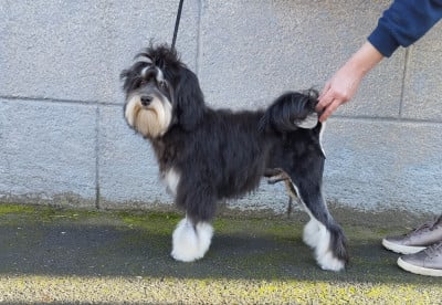 Étalon Petit chien lion - Ambroise des P'Tites Obsessions