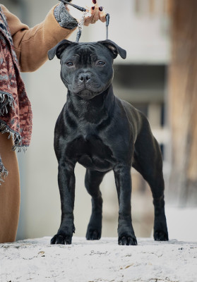 Étalon Staffordshire Bull Terrier - Bullspirit Among Legends