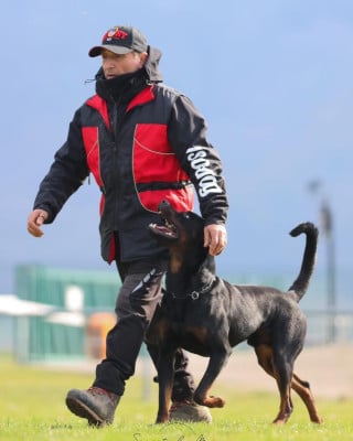 Étalon Rottweiler - TCHALLA Du domaine saint martin