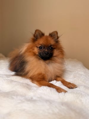 Étalon Spitz allemand - Versace De La Combe Des Bruyères