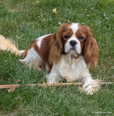 Van Gogh de la légende des elfes