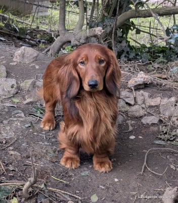 Étalon Teckel poil long - Winston vom josefshof