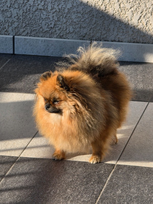 Étalon Spitz allemand - Belosnezhnyy favorit Daffi