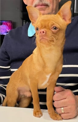 Étalon Chihuahua - Achile Des Roses De Lolita