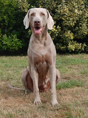 Étalon Braque de Weimar - rebelle (Sans Affixe)