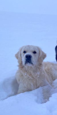 Étalon Golden Retriever - Virgul De La Colline D'Eole