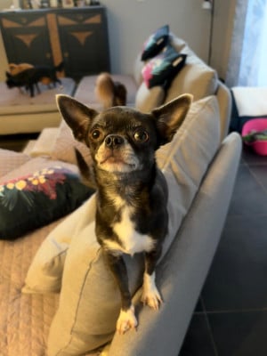 Étalon Chihuahua - Uimpi De La Garde D'eriador