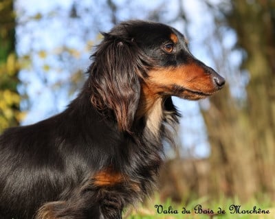 Étalon Teckel poil long - Valia Du Bois De Morchène