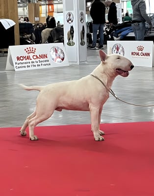 Étalon Bull Terrier - GOULBURNIA AS GOOD AS