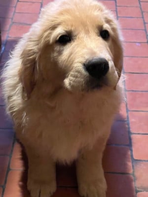 Étalon Golden Retriever - Aurore Boréale Des Fees Du Dolmen