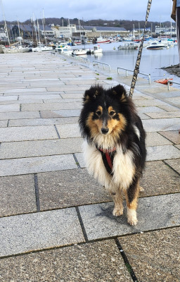 Étalon Shetland Sheepdog - Albi Black du Cèdre Enchanté