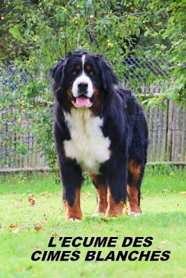 UNE TARTINE De la colline de rilhat