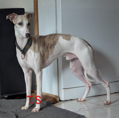 Étalon Whippet - Vasco De La Truffe Sacrée