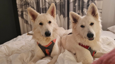 Étalon Berger Blanc Suisse - Vendetta Bloody Poison de la Vallée du Lilas Blanc De La Vallée Du Lilas Blanc