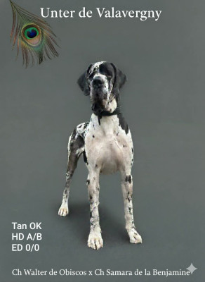 Étalon Dogue allemand - UNTER DE VALAVERGNY