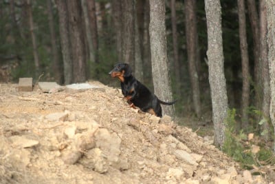 Étalon Teckel poil ras - Vahina du Duncallipsy