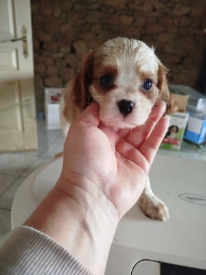 Étalon Cavalier King Charles Spaniel - Arwen Du Domaine Des Devets