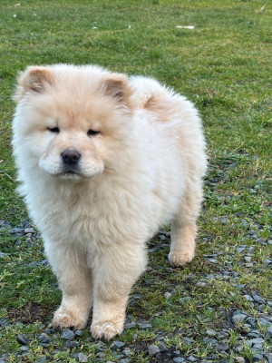 Étalon Chow Chow - A'Kira des Mignonnettes de Breizh