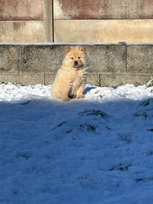 Étalon Chow Chow - A'Kimie des Mignonnettes de Breizh
