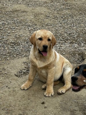 Étalon Labrador Retriever - Vanille De sandie landes
