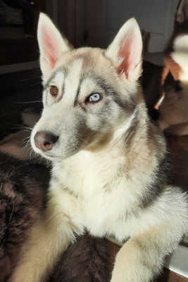 Étalon Siberian Husky - Artik Flash De la passion Nordique