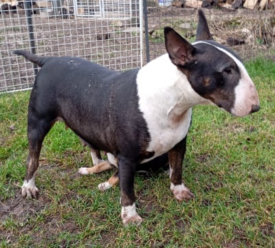 Bulletblanc Thalassa