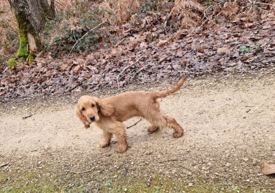 Étalon Cocker Spaniel Anglais - Amour des Terres aux étangs