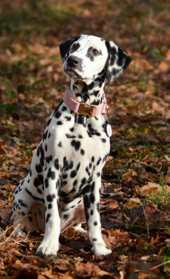 Étalon Dalmatien - puntinato ballante Yummy Yum