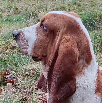 Étalon Basset Hound - Umberto des menthes sauvages