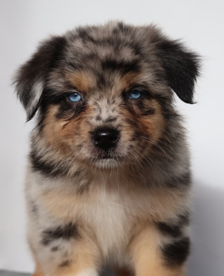Étalon Berger Australien - Sheyenne Des Highlands Du Sud
